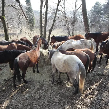 Country house Centro Trekking A Cavallo Monte Brugiana *