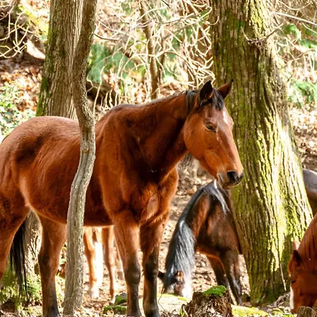 Country house Centro Trekking A Cavallo Monte Brugiana